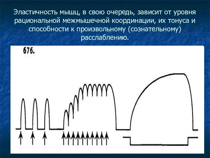 Эластичность мышц, в свою очередь, зависит от уровня рациональной межмышечной координации,