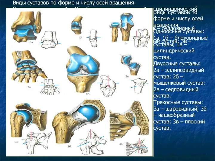 Виды суставов по форме и числу осей вращения. Одноосные суставы: 1а,