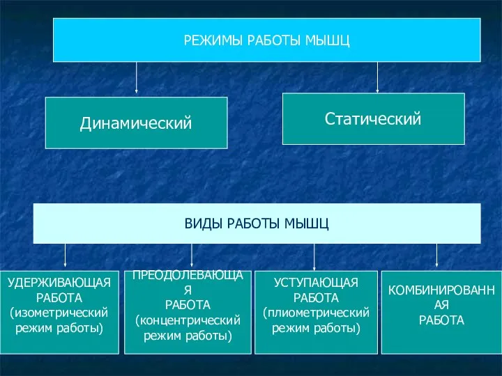 РЕЖИМЫ РАБОТЫ МЫШЦ Динамический Статический ВИДЫ РАБОТЫ МЫШЦ УДЕРЖИВАЮЩАЯ РАБОТА (изометрический