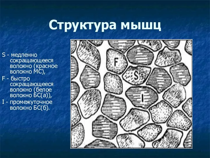 Структура мышц S - медленно сокращающееся волокно (красное волокно МС), F