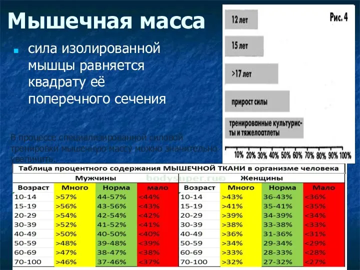 Мышечная масса сила изолированной мышцы равняется квадрату её поперечного сечения В