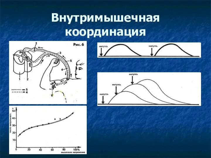 Внутримышечная координация