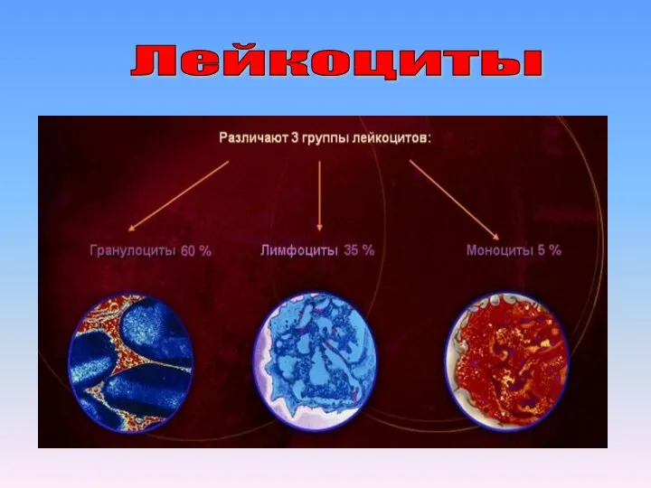 Лейкоциты