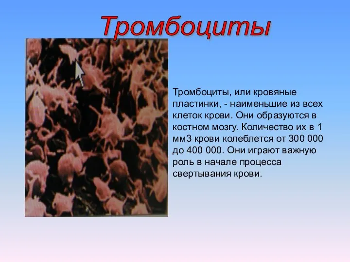 Тромбоциты, или кровяные пластинки, - наименьшие из всех клеток крови. Они