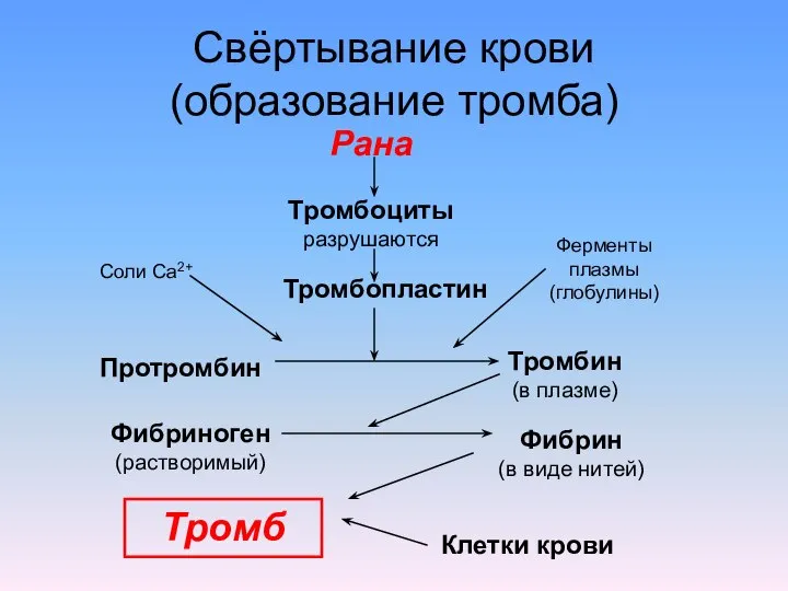 Свёртывание крови (образование тромба) Рана Тромбоциты разрушаются Тромбопластин Соли Са2+ Ферменты