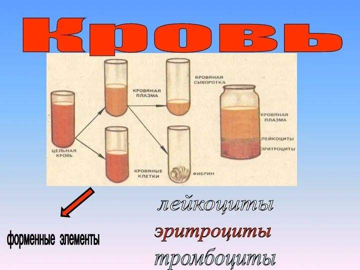 Кровь форменные элементы лейкоциты эритроциты тромбоциты