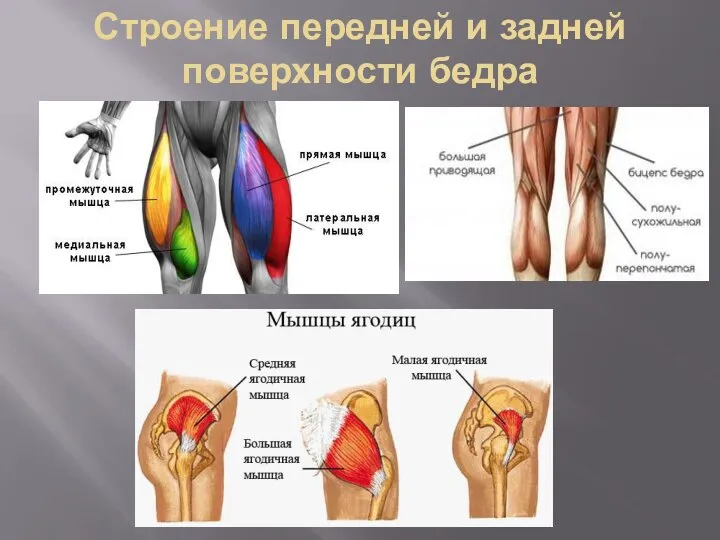 Строение передней и задней поверхности бедра