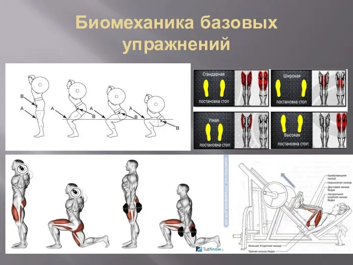 Биомеханика базовых упражнений