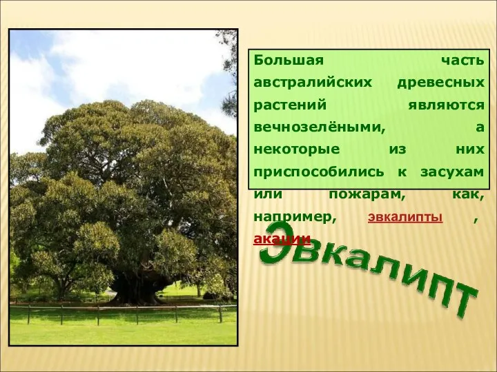 Большая часть австралийских древесных растений являются вечнозелёными, а некоторые из них