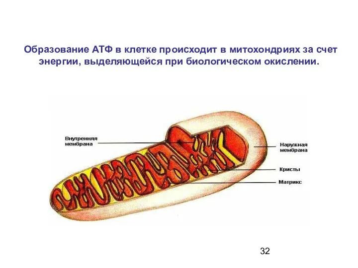 Образование АТФ в клетке происходит в митохондриях за счет энергии, выделяющейся при биологическом окислении.