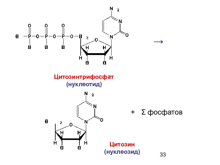 Цитозин (нуклеозид) Цитозинтрифосфат (нуклеотид) → + Σ фосфатов