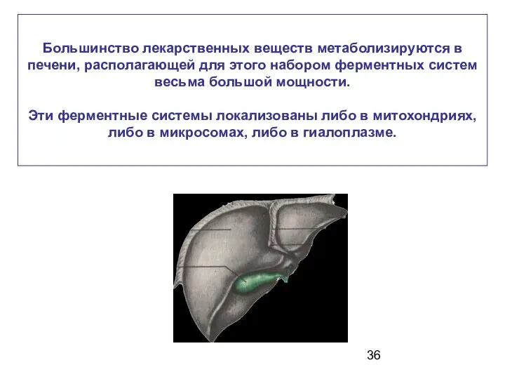 Большинство лекарственных веществ метаболизируются в печени, располагающей для этого набором ферментных