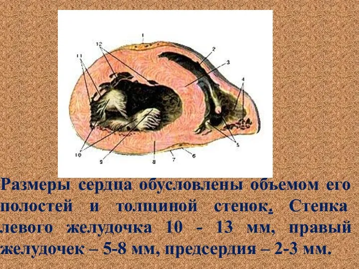 Размеры сердца обусловлены объемом его полостей и толщиной стенок. Стенка левого