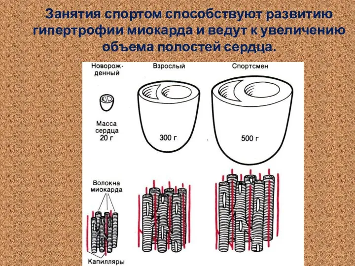 Занятия спортом способствуют развитию гипертрофии миокарда и ведут к увеличению объема полостей сердца.