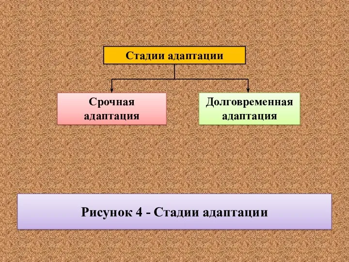 Рисунок 4 - Стадии адаптации