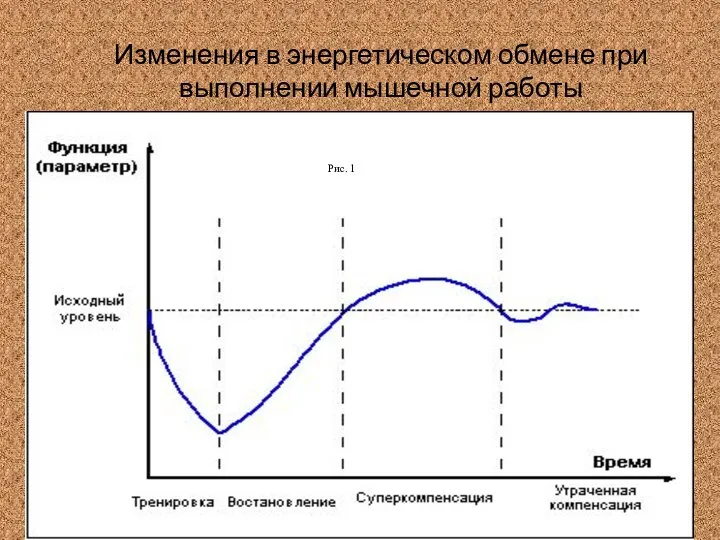 Изменения в энергетическом обмене при выполнении мышечной работы Рис. 1