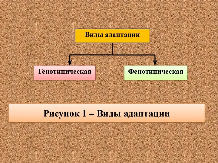 Рисунок 1 – Виды адаптации