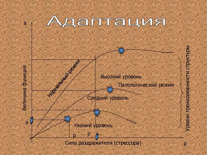 Сила раздражителя (стрессора) Уровни тренированности структуры Патологический режим Величина функции Низкий