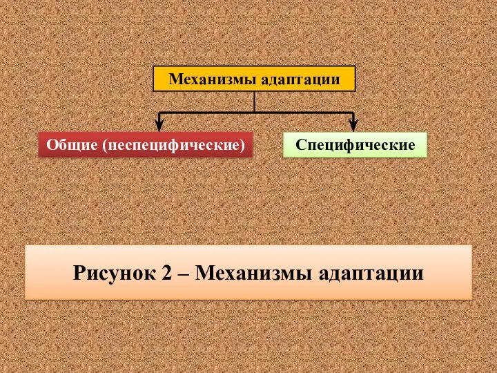 Рисунок 2 – Механизмы адаптации