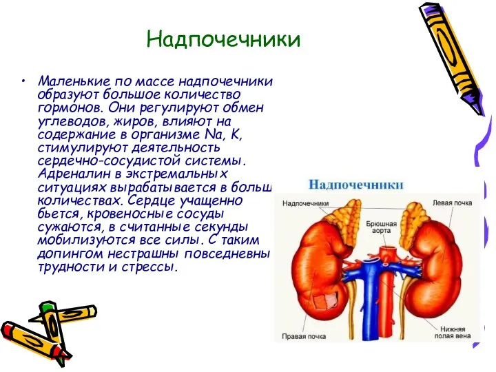 Надпочечники Маленькие по массе надпочечники образуют большое количество гормонов. Они регулируют