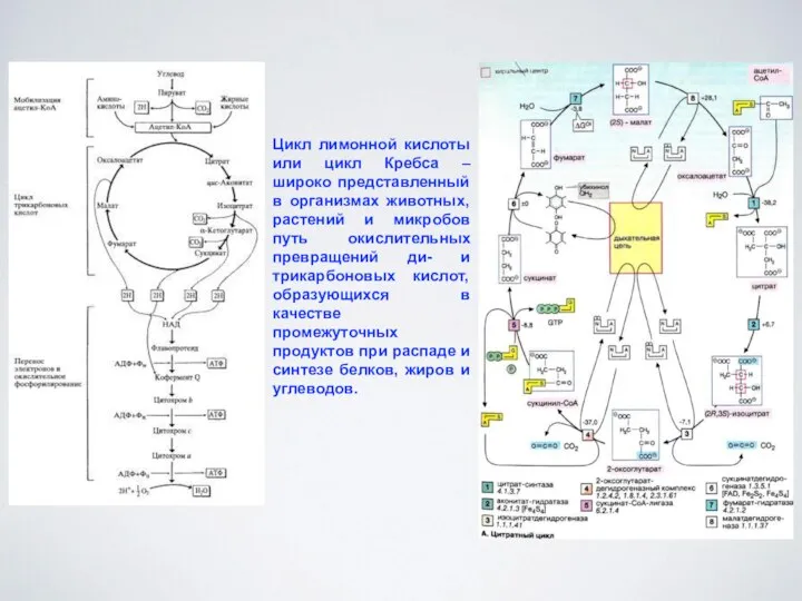 Цикл лимонной кислоты или цикл Кребса – широко представленный в организмах