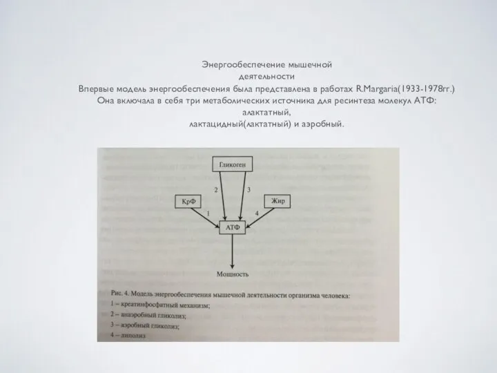 Энергообеспечение мышечной деятельности Впервые модель энергообеспечения была представлена в работах R.Margaria(1933-1978гг.)