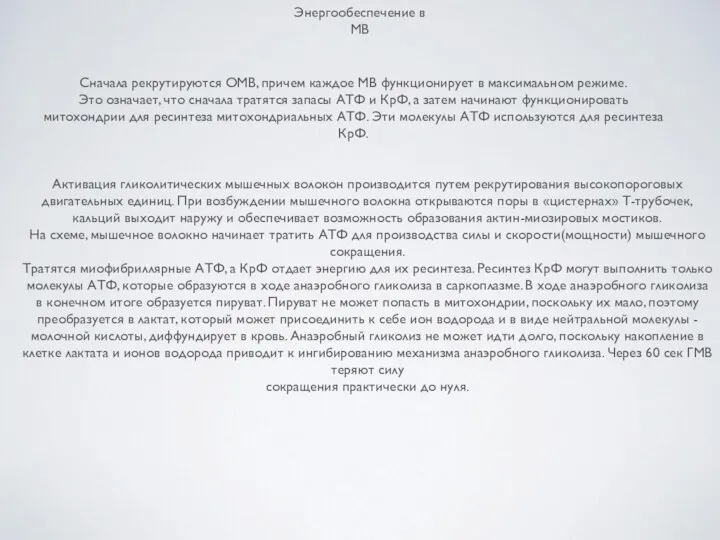 Энергообеспечение в МВ Сначала рекрутируются ОМВ, причем каждое МВ функционирует в