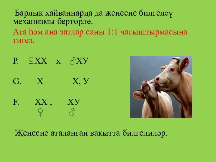 Барлык хайваннарда да җенесне билгеләү механизмы бертөрле. Ата һәм ана затлар