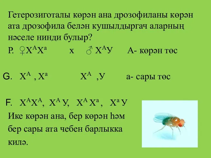 Гетерозиготалы көрән ана дрозофиланы көрән ата дрозофила белән кушылдыргач аларның нәселе