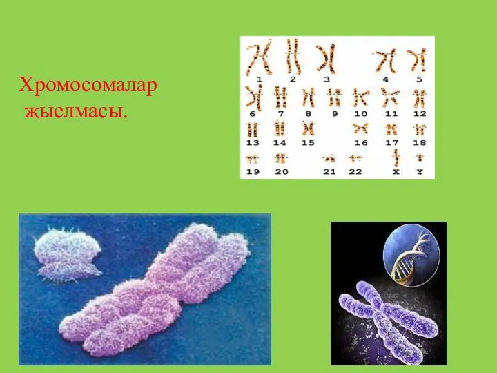 Хромосомалар җыелмасы.