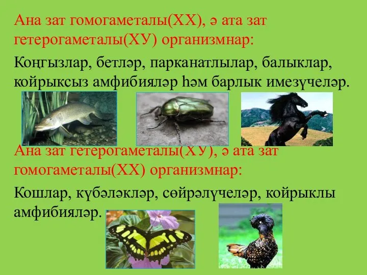 Ана зат гомогаметалы(ХХ), ә ата зат гетерогаметалы(ХУ) организмнар: Коңгызлар, бетләр, парканатлылар,