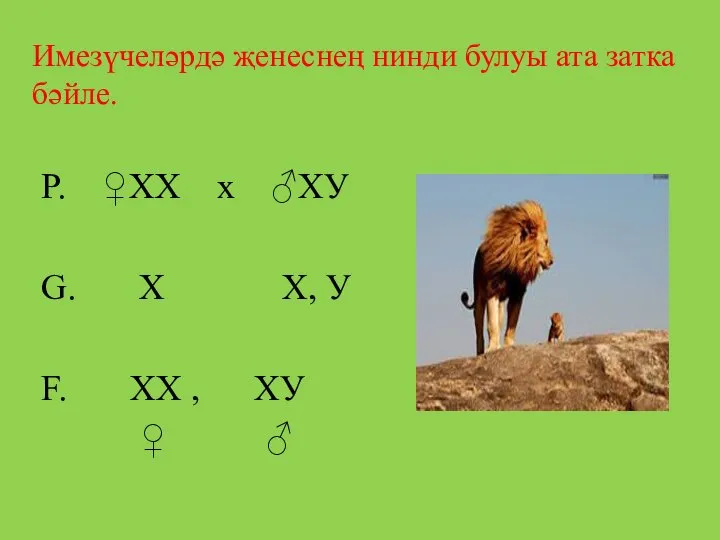 Имезүчеләрдә җенеснең нинди булуы ата затка бәйле. Р. ♀ХХ х ♂ХУ