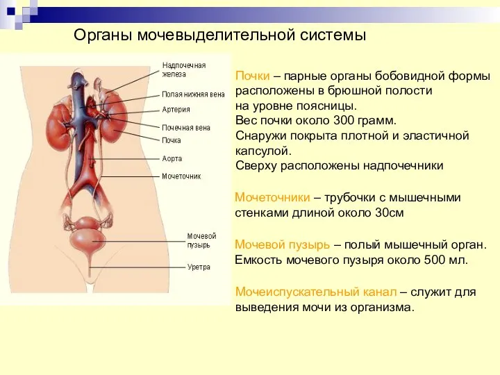 Почки – парные органы бобовидной формы расположены в брюшной полости на