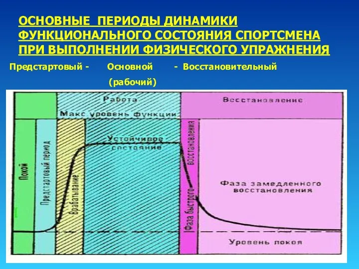 ОСНОВНЫЕ ПЕРИОДЫ ДИНАМИКИ ФУНКЦИОНАЛЬНОГО СОСТОЯНИЯ СПОРТСМЕНА ПРИ ВЫПОЛНЕНИИ ФИЗИЧЕСКОГО УПРАЖНЕНИЯ Предстартовый - Основной - Восстановительный (рабочий)