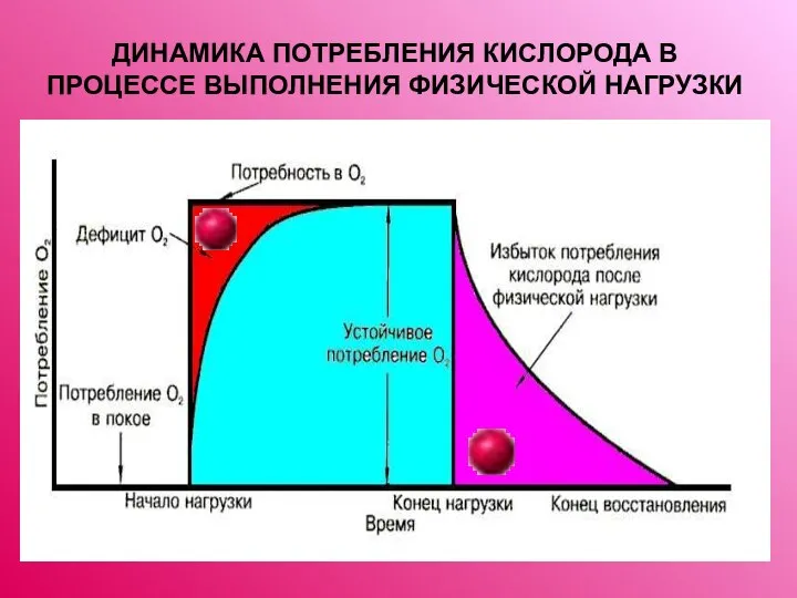 ДИНАМИКА ПОТРЕБЛЕНИЯ КИСЛОРОДА В ПРОЦЕССЕ ВЫПОЛНЕНИЯ ФИЗИЧЕСКОЙ НАГРУЗКИ