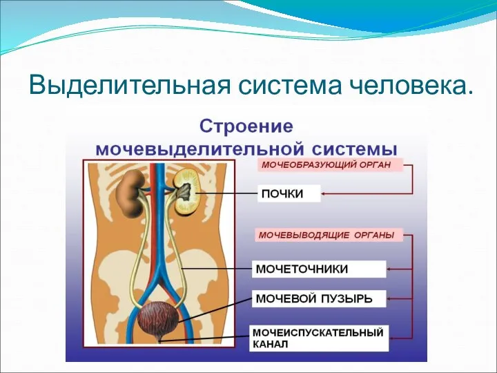 Выделительная система человека.