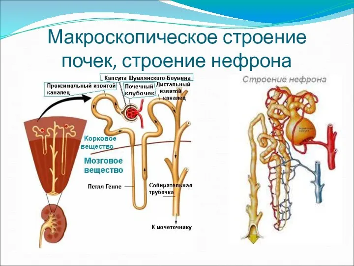 Макроскопическое строение почек, строение нефрона