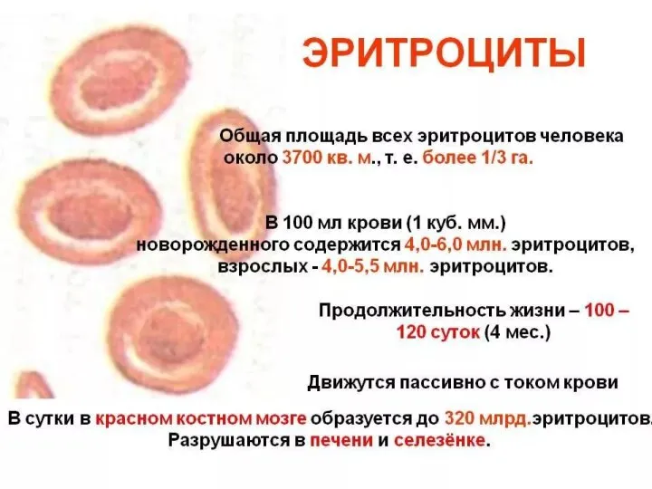 Эритроциты