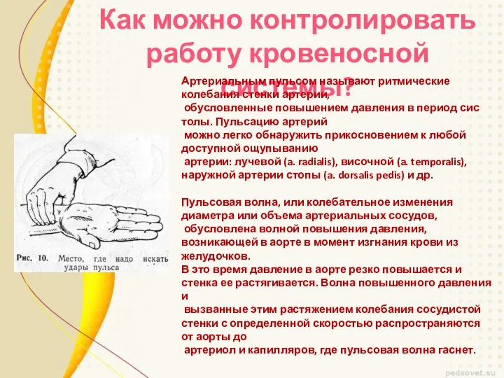 Как можно контролировать работу кровеносной системы? Артериальным пульсом называют ритмические колебания