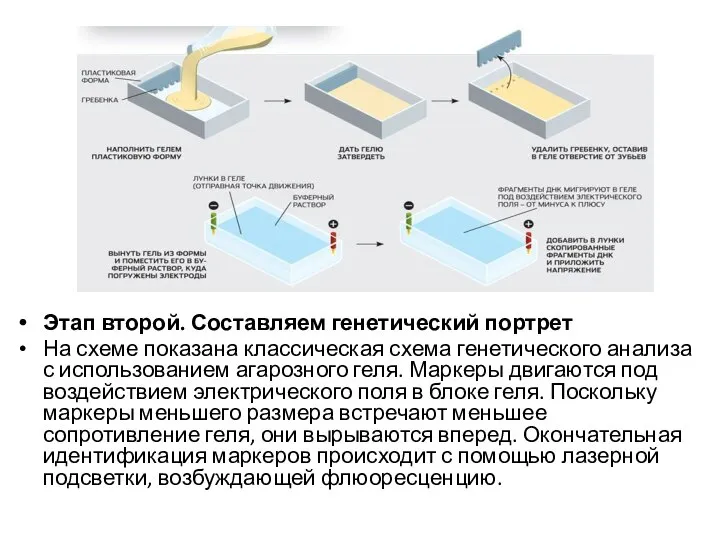 Этап второй. Составляем генетический портрет На схеме показана классическая схема генетического