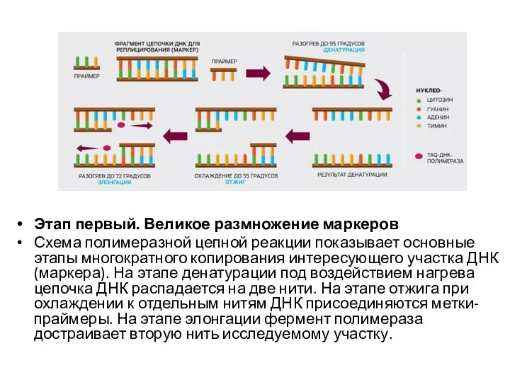 Этап первый. Великое размножение маркеров Схема полимеразной цепной реакции показывает основные