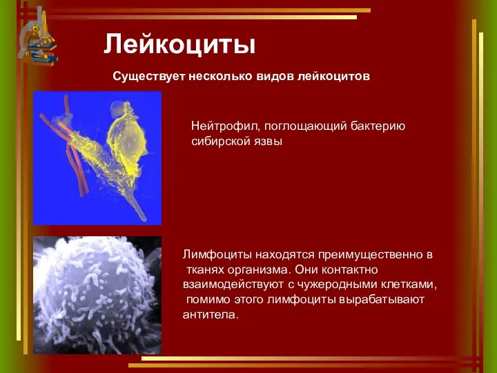 Лейкоциты Существует несколько видов лейкоцитов Нейтрофил, поглощающий бактерию сибирской язвы Лимфоциты