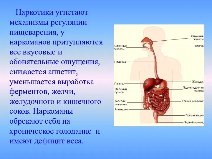 Наркотики угнетают механизмы регуляции пищеварения, у наркоманов притупляются все вкусовые и