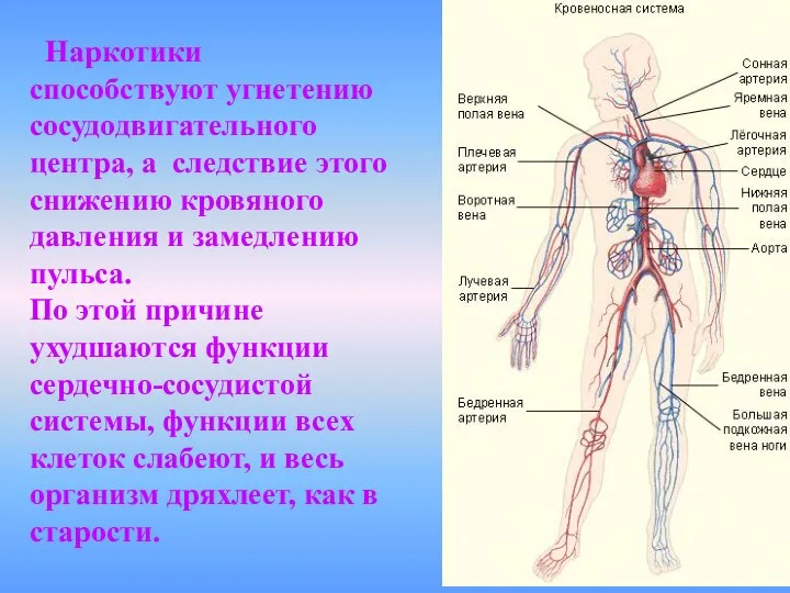 Наркотики способствуют угнетению сосудодвигательного центра, а следствие этого снижению кровяного давления