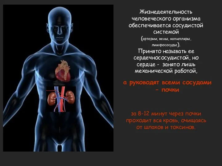 Жизнедеятельность человеческого организма обеспечивается сосудистой системой (артерии, вены, капилляры, лимфососуды). Принято