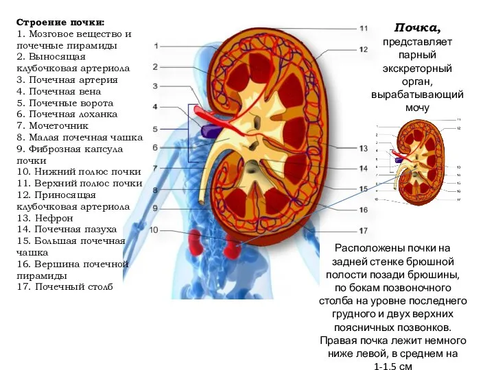 Почка, представляет парный экскреторный орган, вырабатывающий мочу Расположены почки на задней