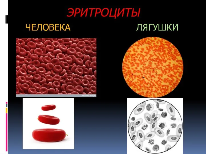 ЭРИТРОЦИТЫ ЧЕЛОВЕКА ЛЯГУШКИ