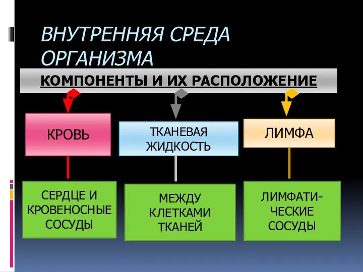 ВНУТРЕННЯЯ СРЕДА ОРГАНИЗМА КОМПОНЕНТЫ И ИХ РАСПОЛОЖЕНИЕ КРОВЬ ТКАНЕВАЯ ЖИДКОСТЬ ЛИМФА