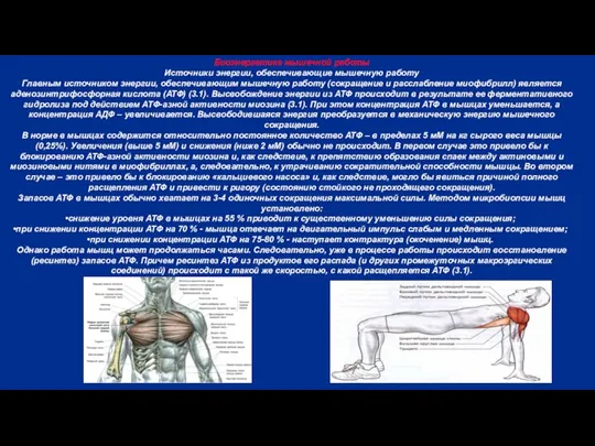 Биоэнергетика мышечной работы Источники энергии, обеспечивающие мышечную работу Главным источником энергии,