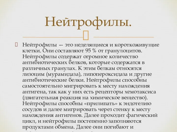 Нейтрофилы — это неделящиеся и короткоживущие клетки. Они составляют 95 %